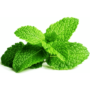 Mint Leaves